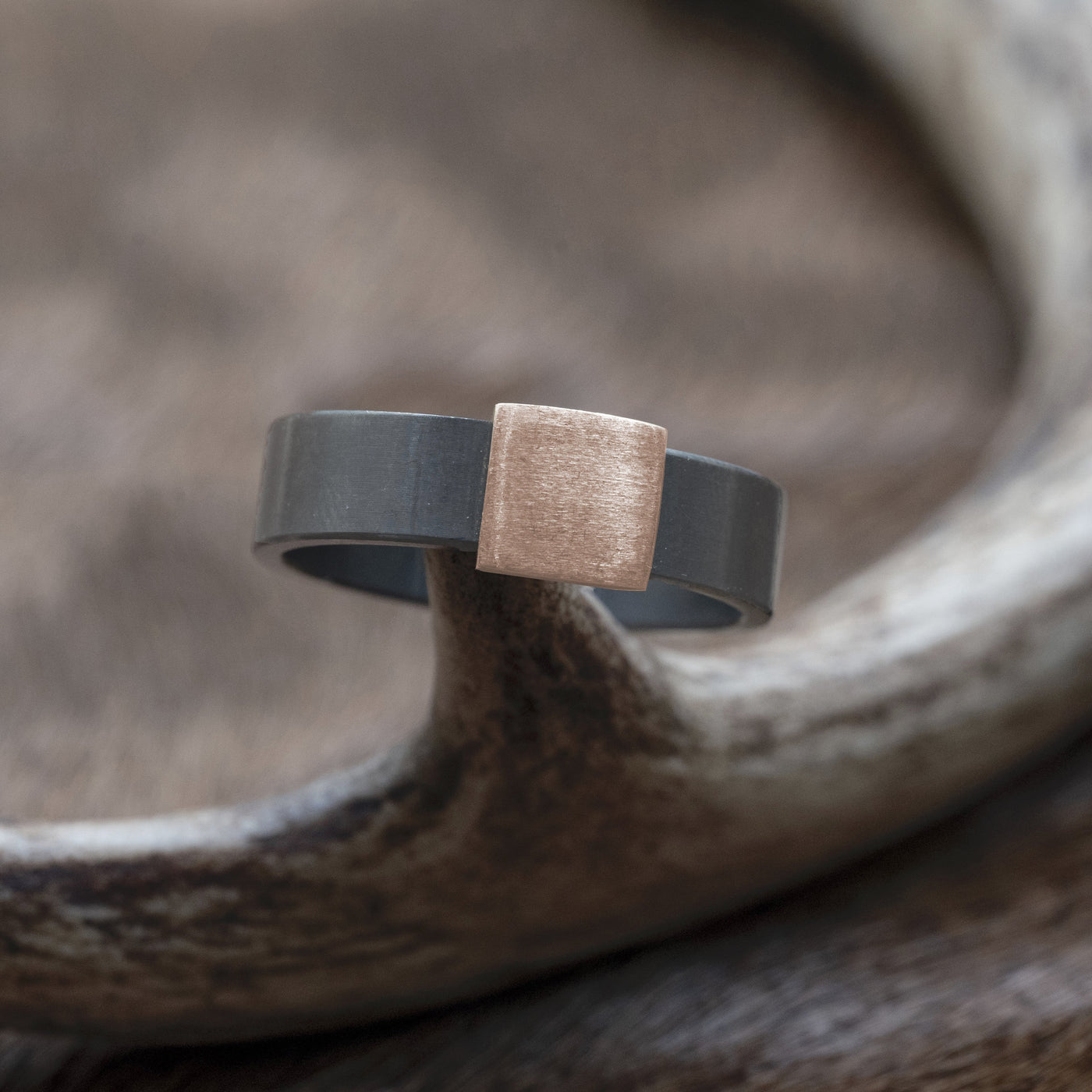 The Gunmetal 7mm Barrel Band with a rose gold insert on a deer antler.