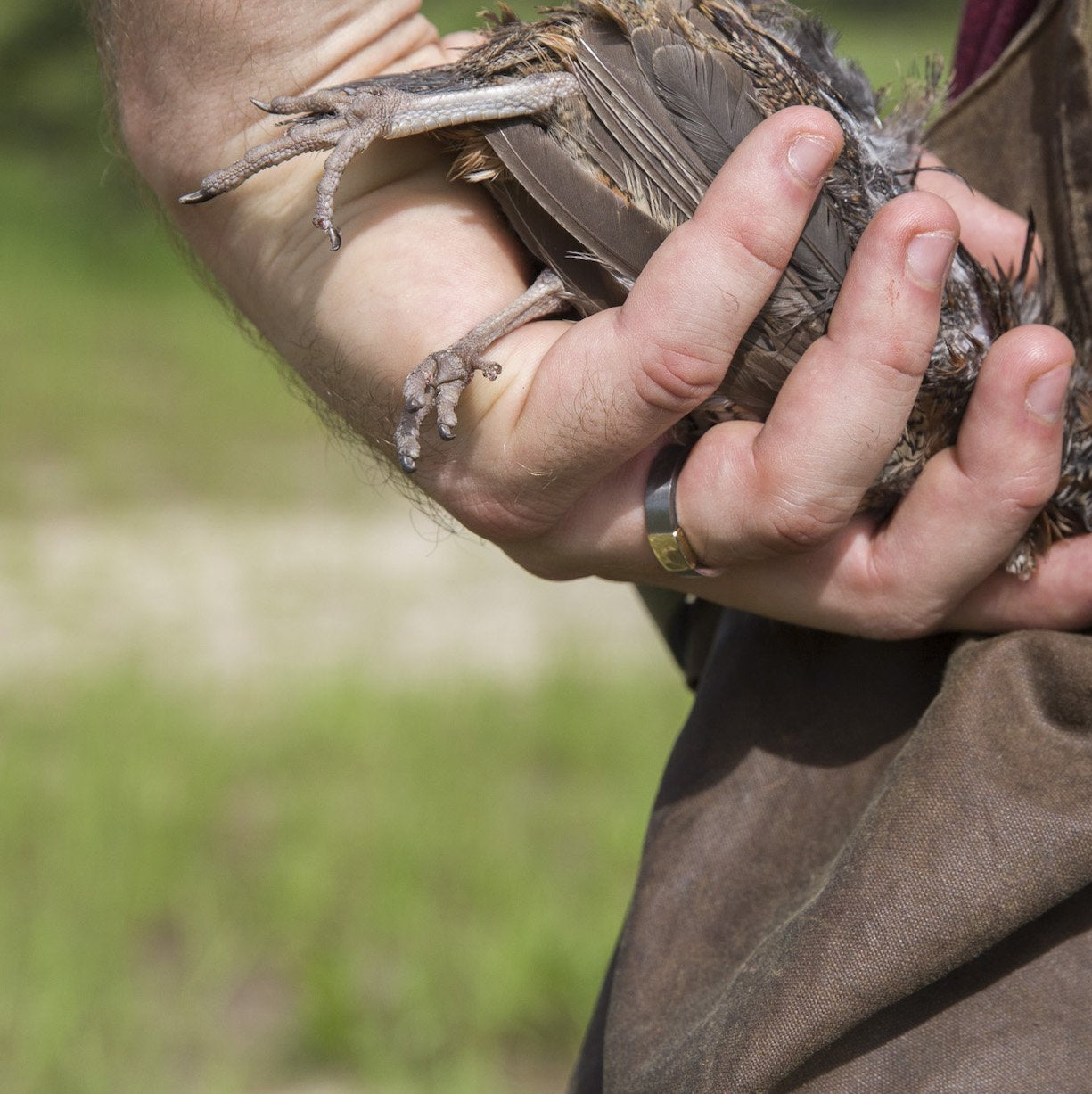 The Gunmetal 5mm Barrel Band with a yellow gold insert holding a quail.